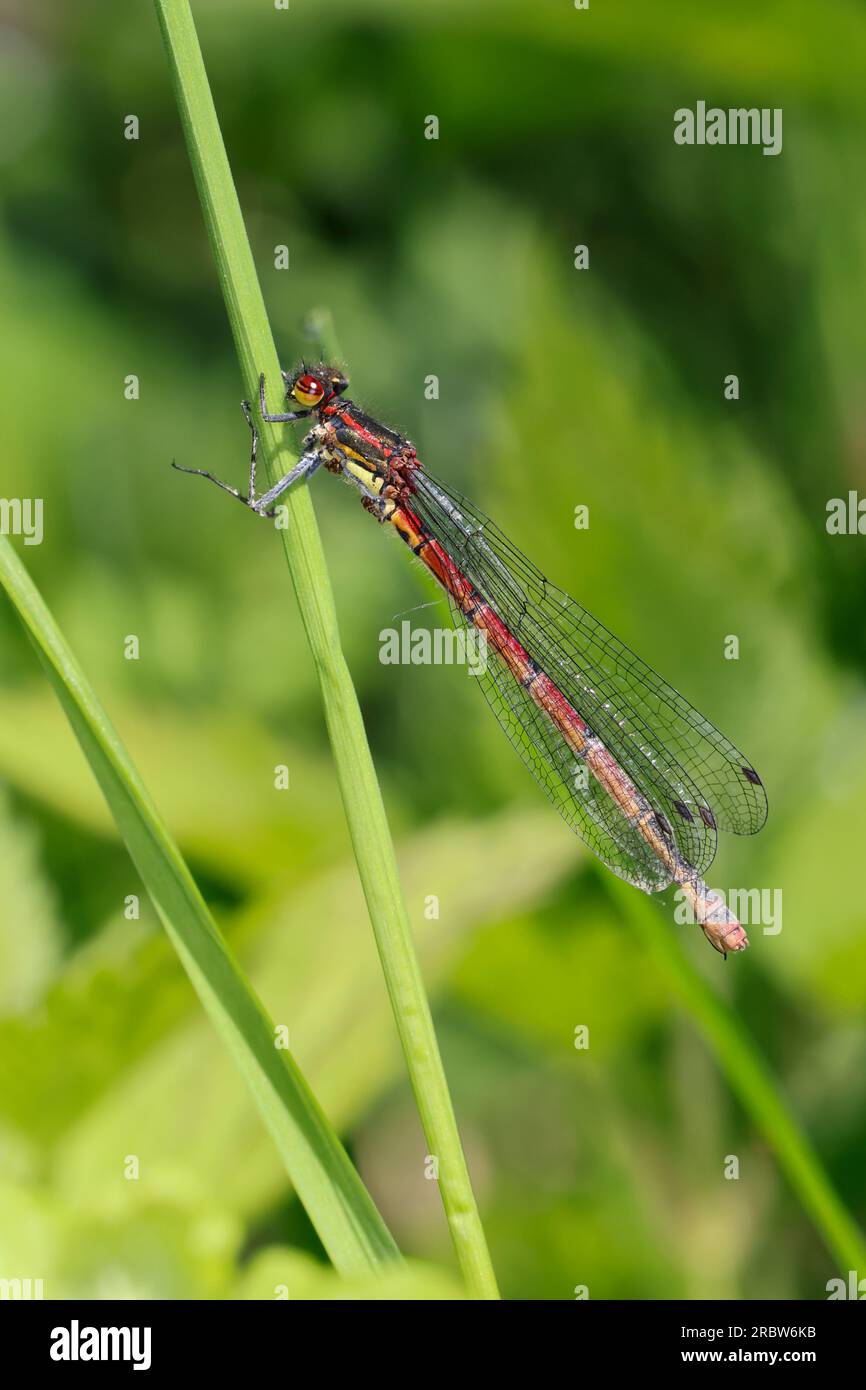 Erste Adonislibelle, Pyrrhosoma Nymphula, Weibchen, große rote Damselfliege, weiblich, La Petite Nymphe au Corps de feu Stockfoto