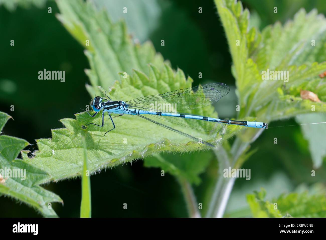 Hufeisen-Azurjungfer, Männchen, Hufeisenazurjungfer, Azurjungfer, Coenagrion puella, Azure Damselfly, männlich, L'agrion jouvencelle Stockfoto