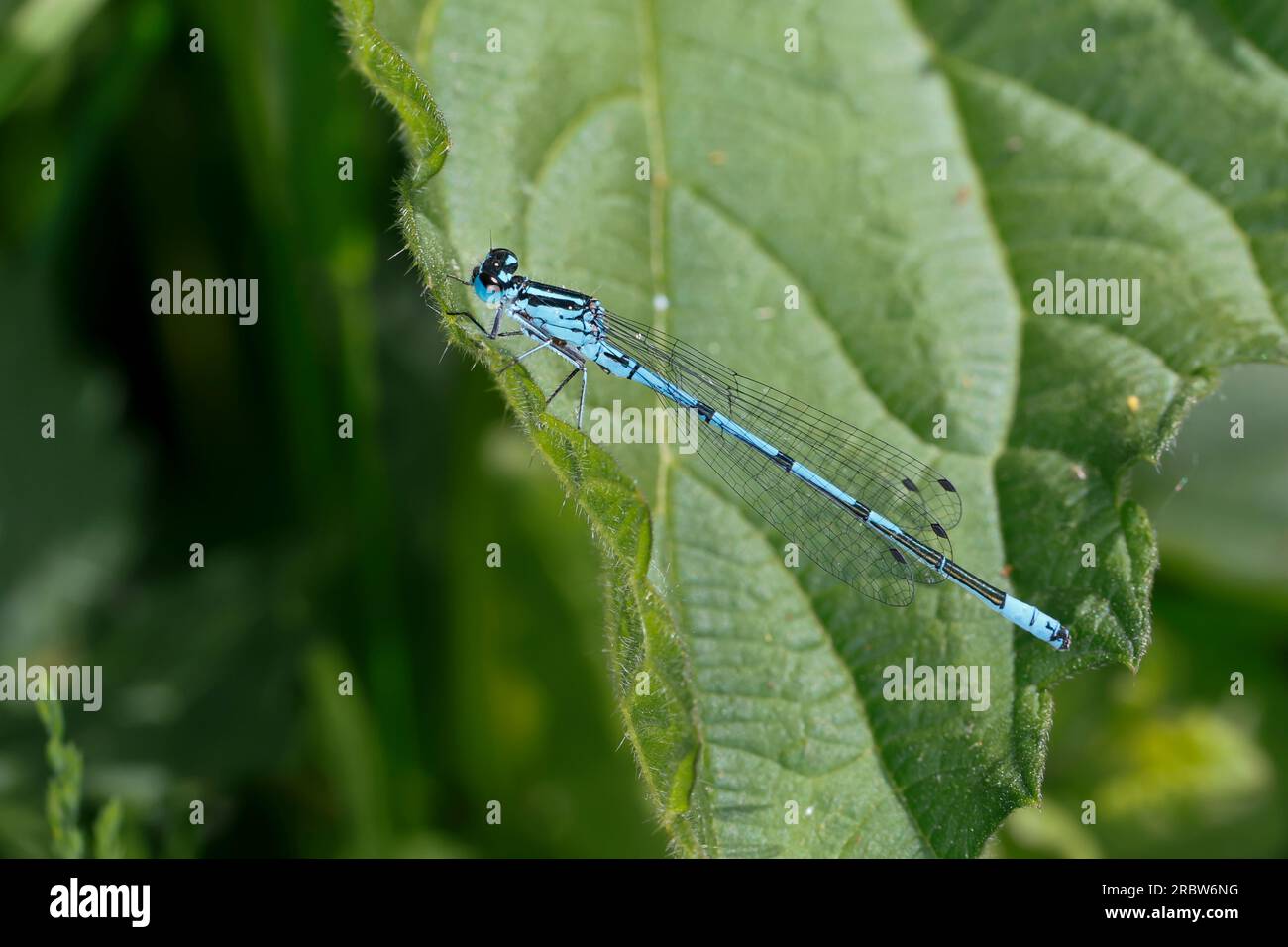 Hufeisen-Azurjungfer, Männchen, Hufeisenazurjungfer, Azurjungfer, Coenagrion puella, Azure Damselfly, männlich, L'agrion jouvencelle Stockfoto