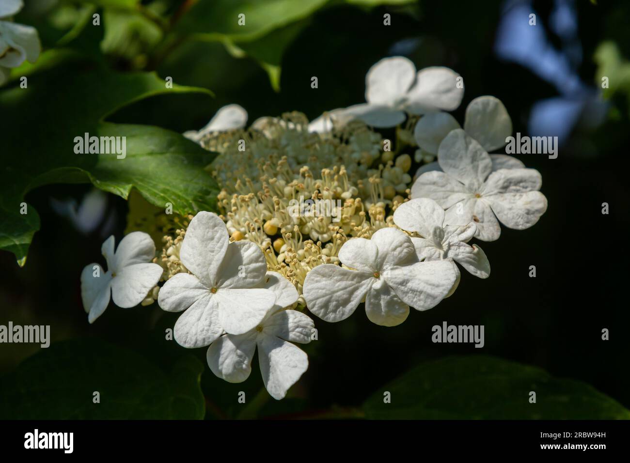 Guelder-Rosenbusch. Foto im Garten. Viburnum Blumen Blühen. Stockfoto