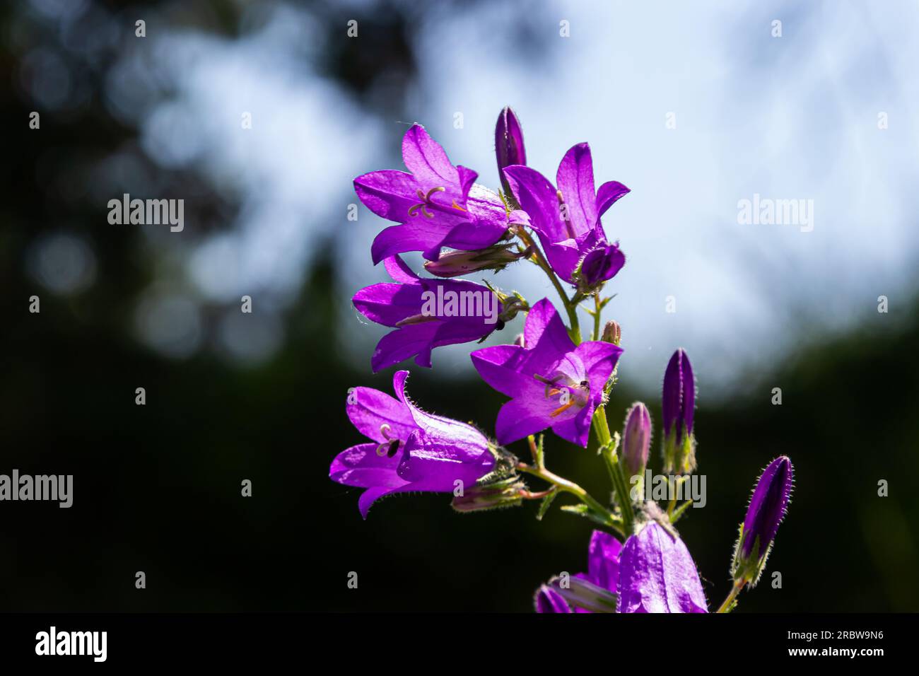 Nahaufnahme campanula sibirica mit verschwommenem Hintergrund im Sommergarten. Stockfoto