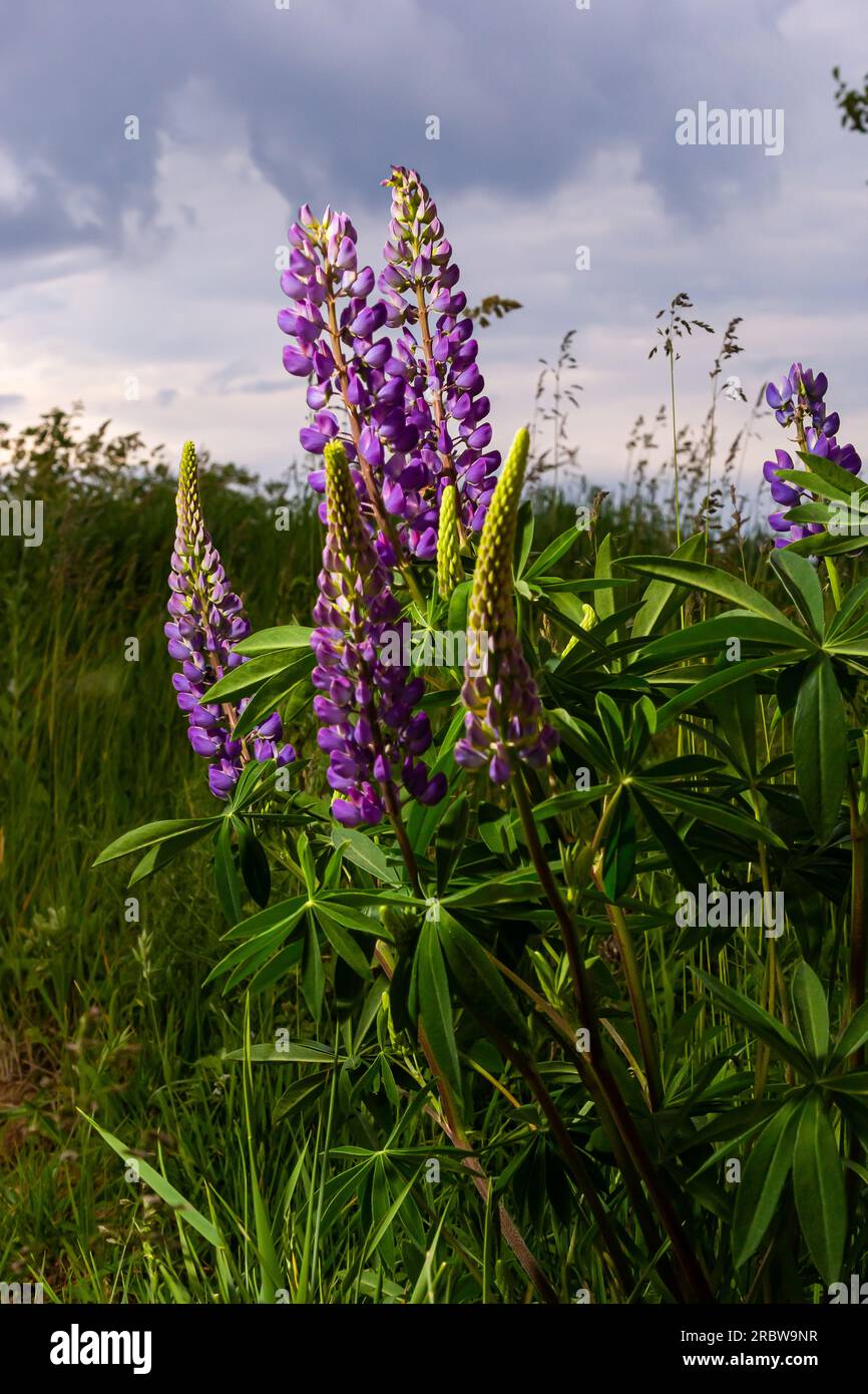 Feld mit lila und blauen Lupinen. Sommerblumen auf der Wiese. Hintergrund für Sommerblumen. Selektiver Fokus. Stockfoto