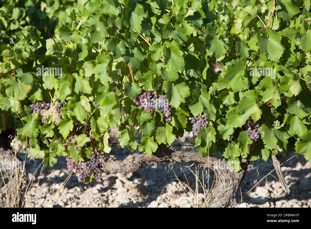 Weinberg Stockfoto
