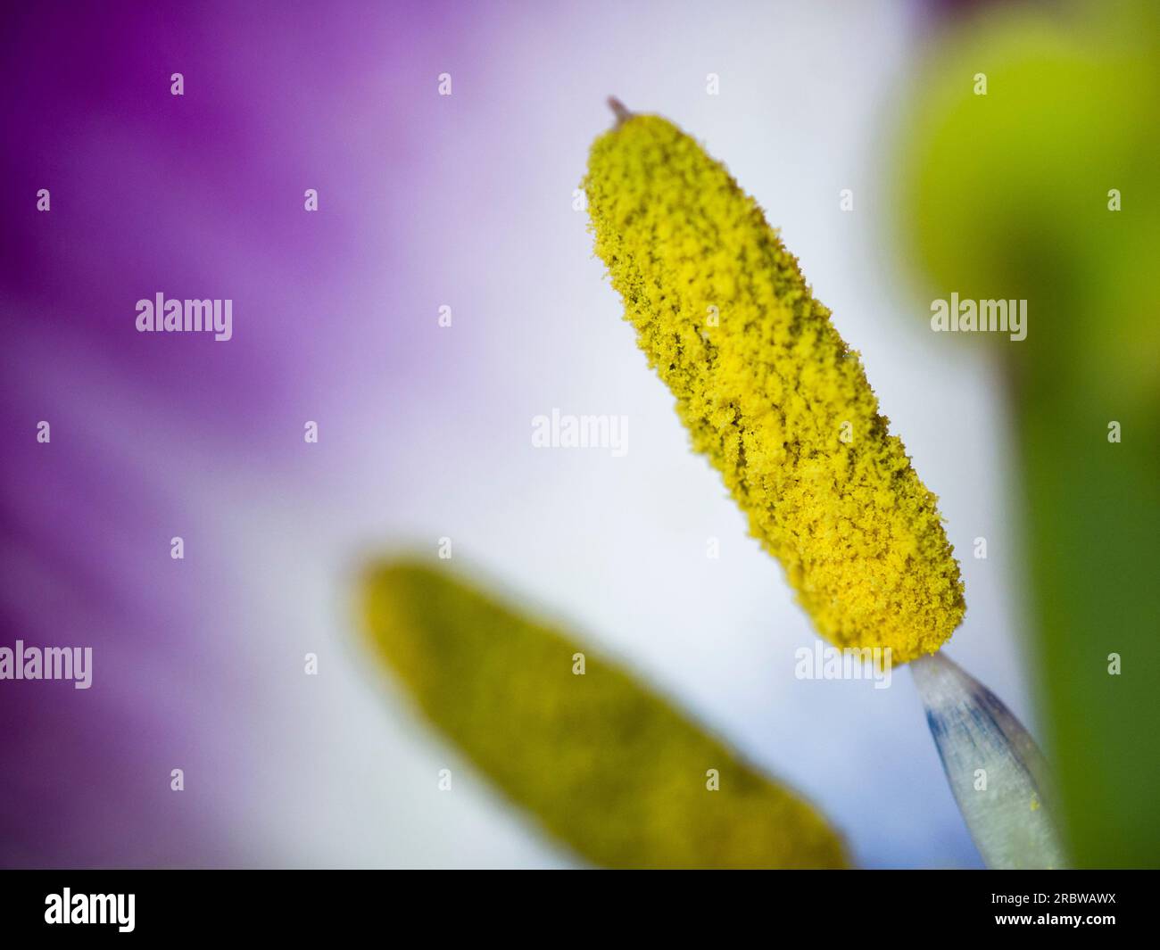 Nahaufnahme eines Anthers mit Pollen, die sich oben auf dem Stamm in der Tulpenblüte (Tulpa) gesammelt haben Stockfoto