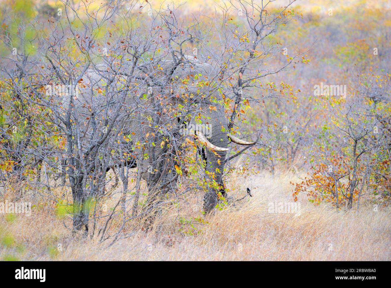 Afrikanischer Elefantenbulle (Loxodonta africana), versteckt hinter farbenfrohem Busch, Kruger-Nationalpark, Südafrika. Stockfoto