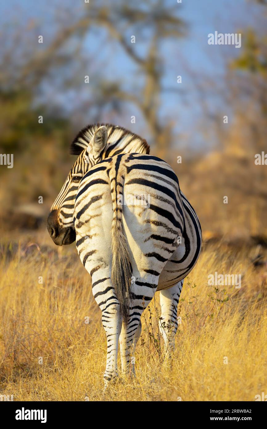 Plains Zebra (Equus quagga) in Savanna, von hinten gesehen, Kruger-Nationalpark, Limpopo, Südafrika. Stockfoto