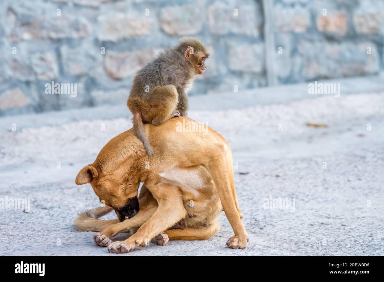Baby-Affe in seinem sicheren Raum - auf seiner Hundemutter. Himachal Pradesh, Indien: HERZERWÄRMENDE Bilder zeigen eine unzertrennliche Hundemutter, die ein Waisenkind adoptierte Stockfoto