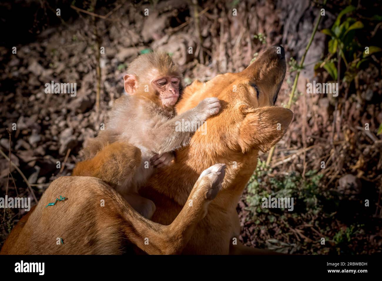Ein sonniges Kuscheln für die beiden. Himachal Pradesh, Indien: HERZERWÄRMENDE Bilder zeigen eine unzertrennliche Hundemutter, die ein verwaistes Affen adoptiert hat Stockfoto