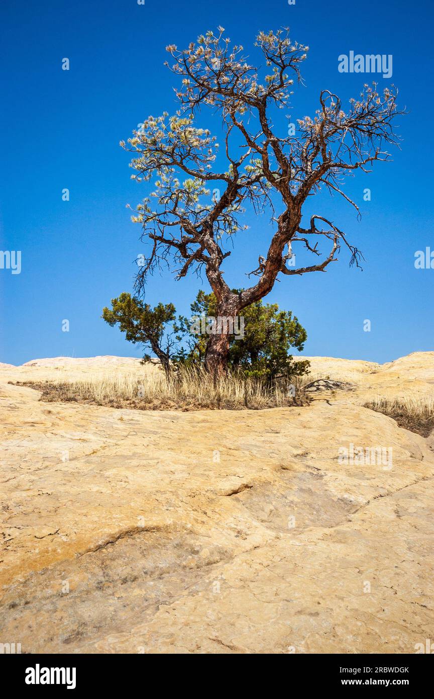El Morro Nationalmonument in New Mexico Stockfoto