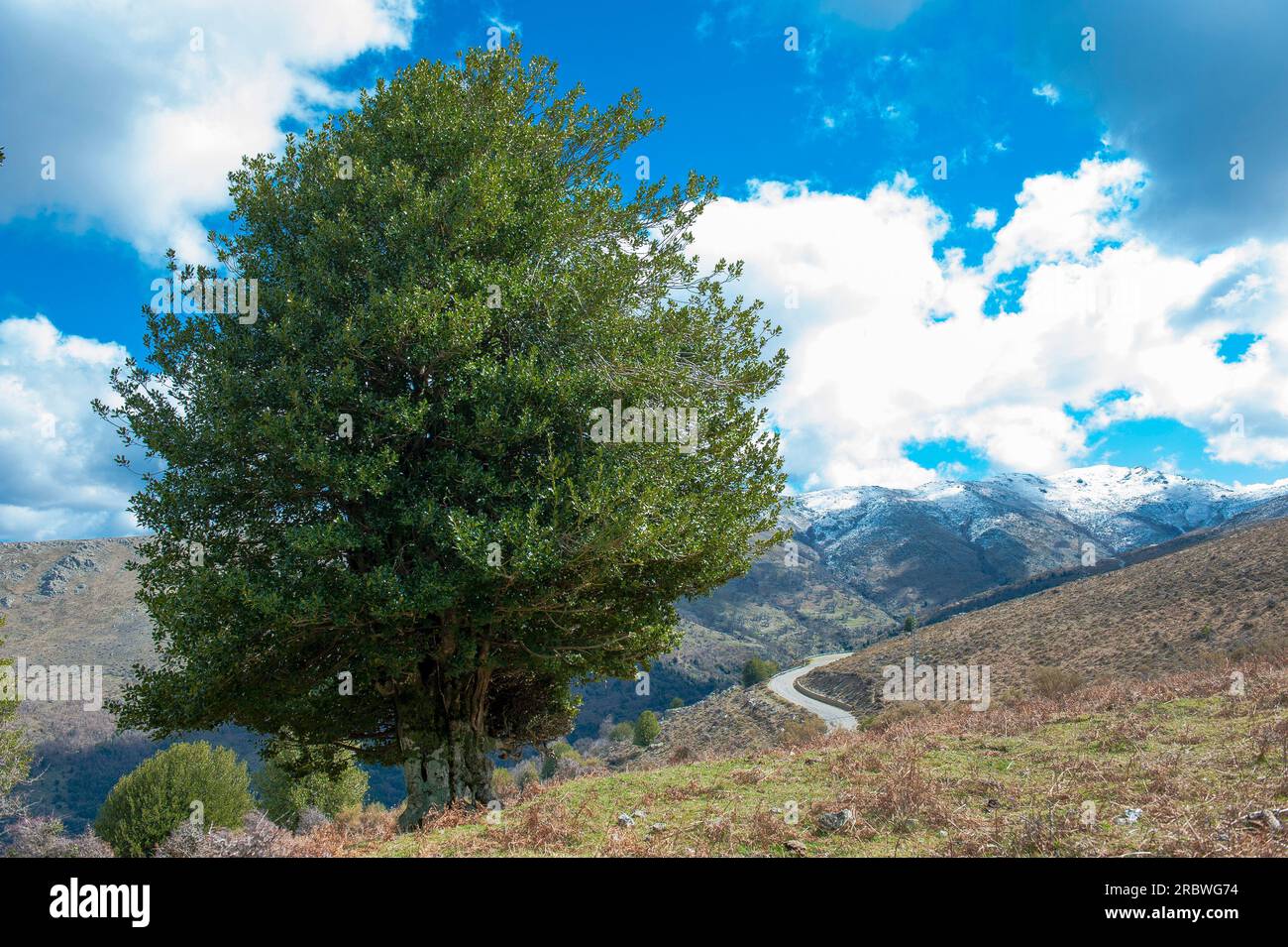 Holly (Ilex aquifolium), Tascusì, Desulo, Sardinien, Italien, Europa Stockfoto