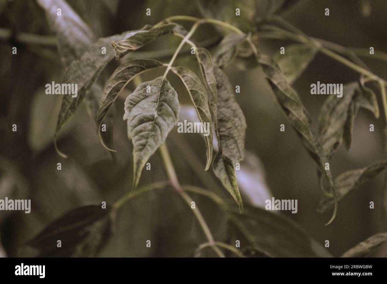 Blätter der Kaukasischen Flügelnuss (Pterocarya fraxinifolia) mit aufgetragener Sepia-Wirkung. Stockfoto