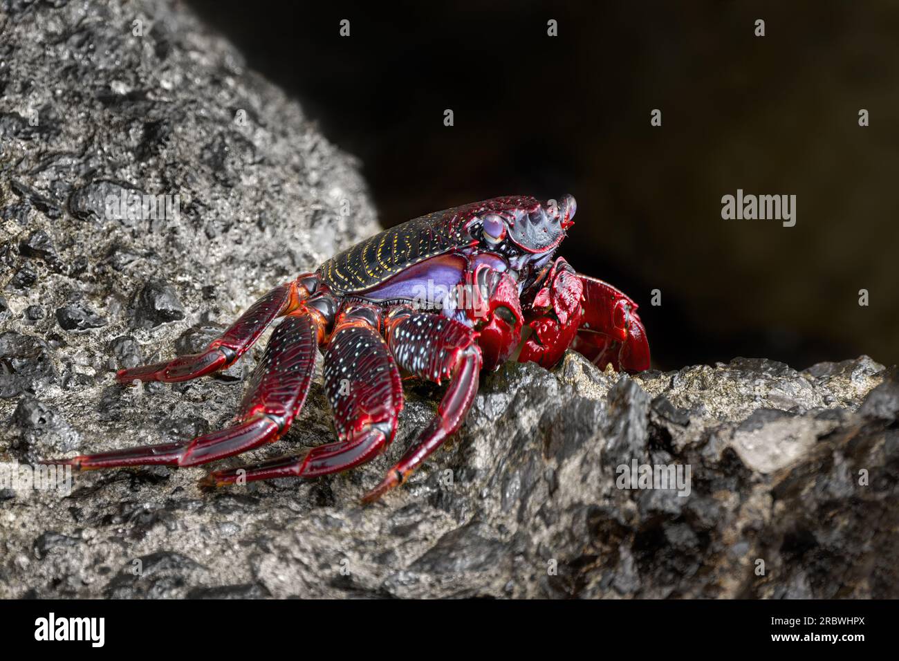 Atlantische rote Steinkrabbe (Grapsus adscensionis) rote adulte Krabbe im Seitenblick auf Fuerteventura Stockfoto