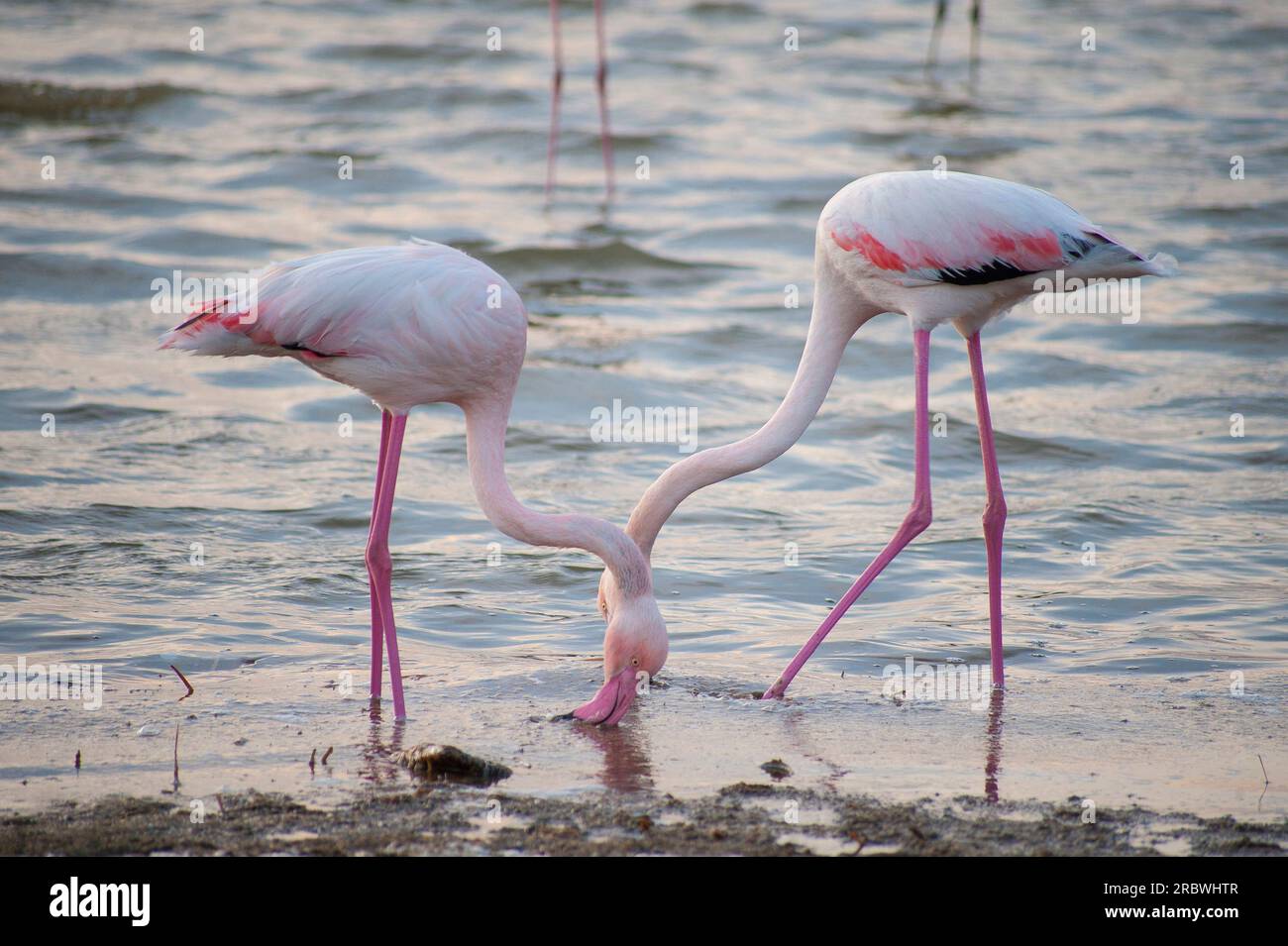 Flamingos bei Sonnenuntergang, Lagune von Molentargius, Quartu Sant’Elena, Sardinien, Italien, Europa Stockfoto