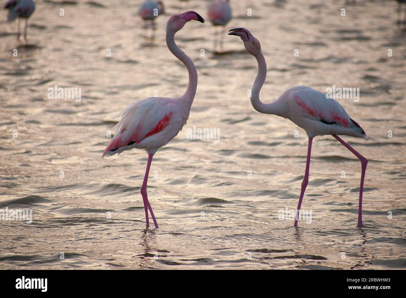 Flamingos bei Sonnenuntergang, Lagune von Molentargius, Quartu Sant’Elena, Sardinien, Italien, Europa Stockfoto