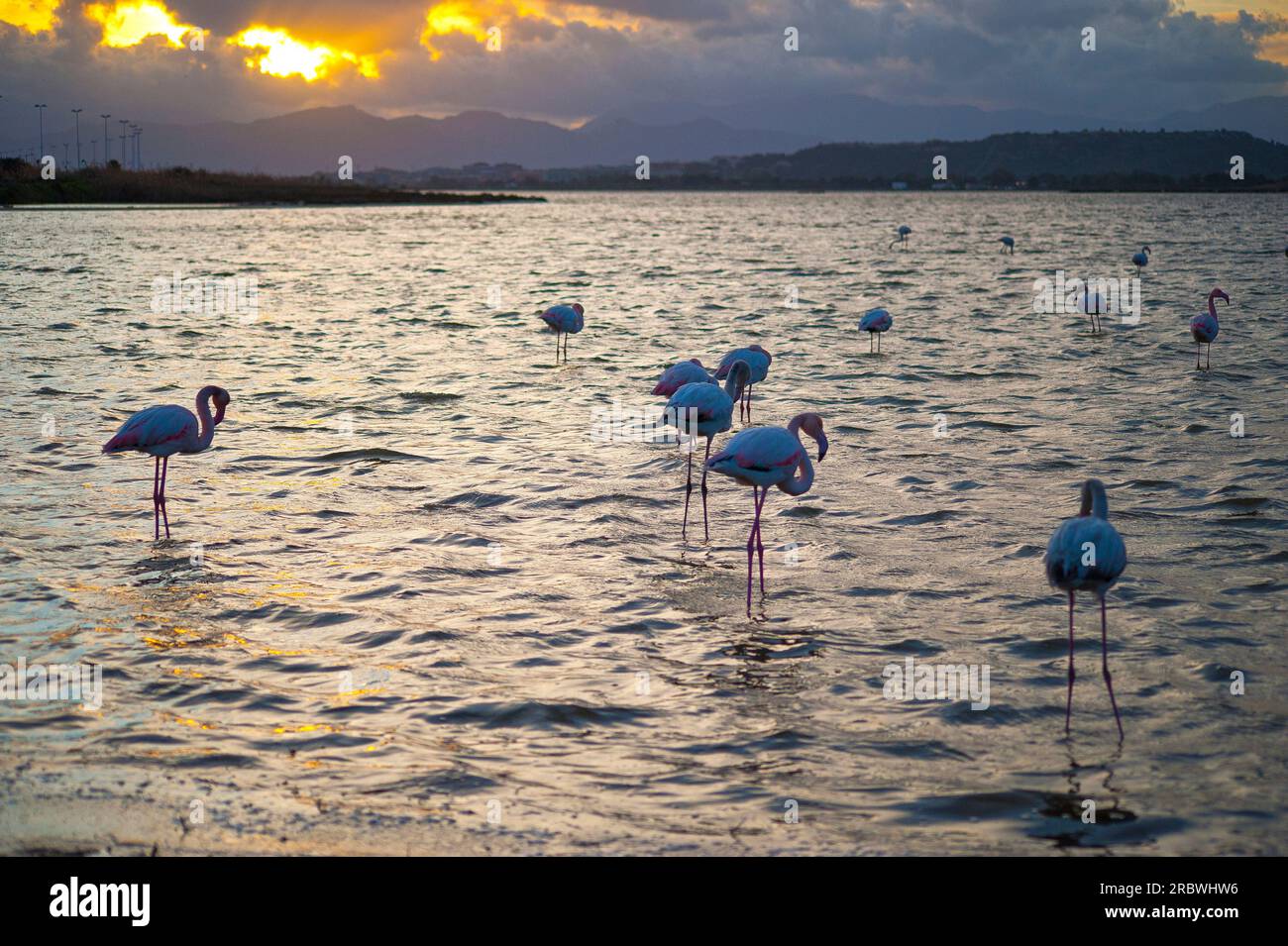 Flamingos bei Sonnenuntergang, Lagune von Molentargius, Quartu Sant’Elena, Sardinien, Italien, Europa Stockfoto