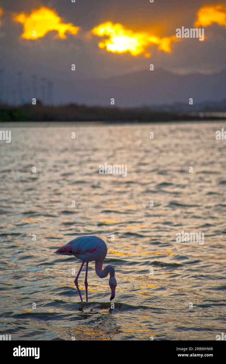 Flamingo bei Sonnenuntergang, Lagune von Molentargius, Quartu Sant’Elena, Sardinien, Italien, Europa Stockfoto
