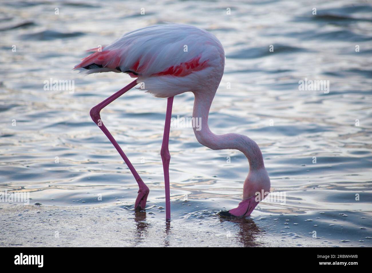Flamingo bei Sonnenuntergang, Lagune von Molentargius, Quartu Sant’Elena, Sardinien, Italien, Europa Stockfoto