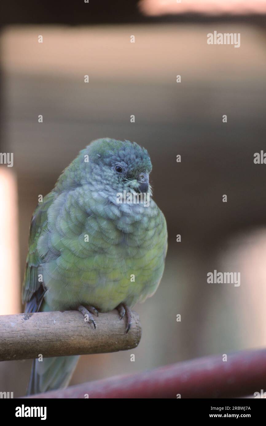 Weibchen (Psephotus haematonotus). Stockfoto