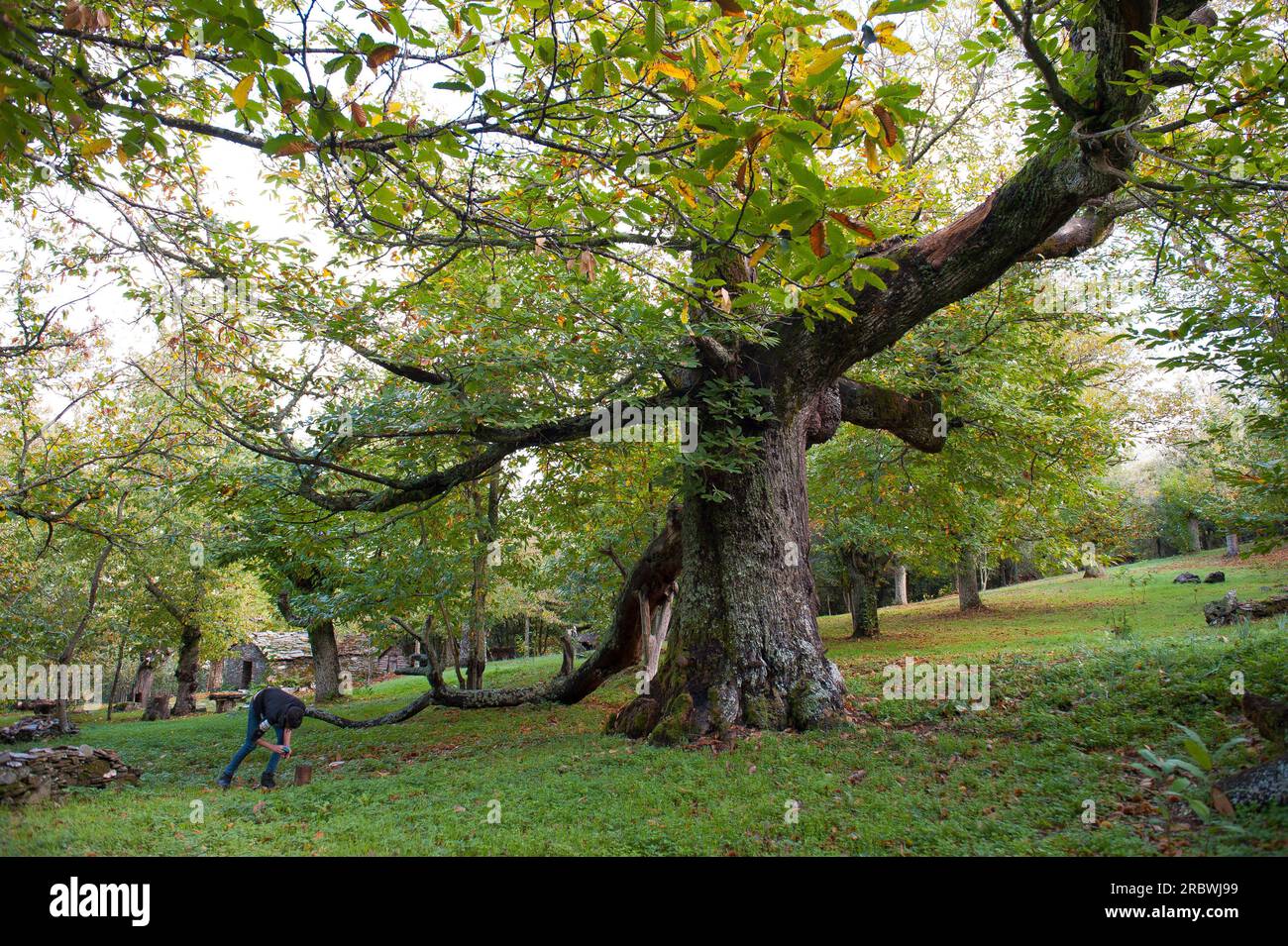 Chestnut, Geratzia Wood, Aritzo, Sardinien, Italien, Europa Stockfoto