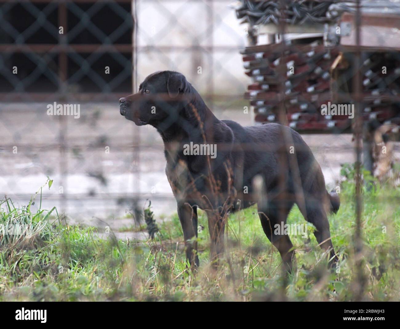 Watchdog hinter einem unscharfen Zaun. Stockfoto