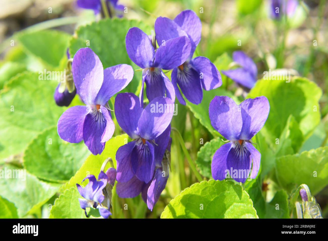 Im Frühling wächst das wilde Waldviolett (Viola odorata) Stockfoto