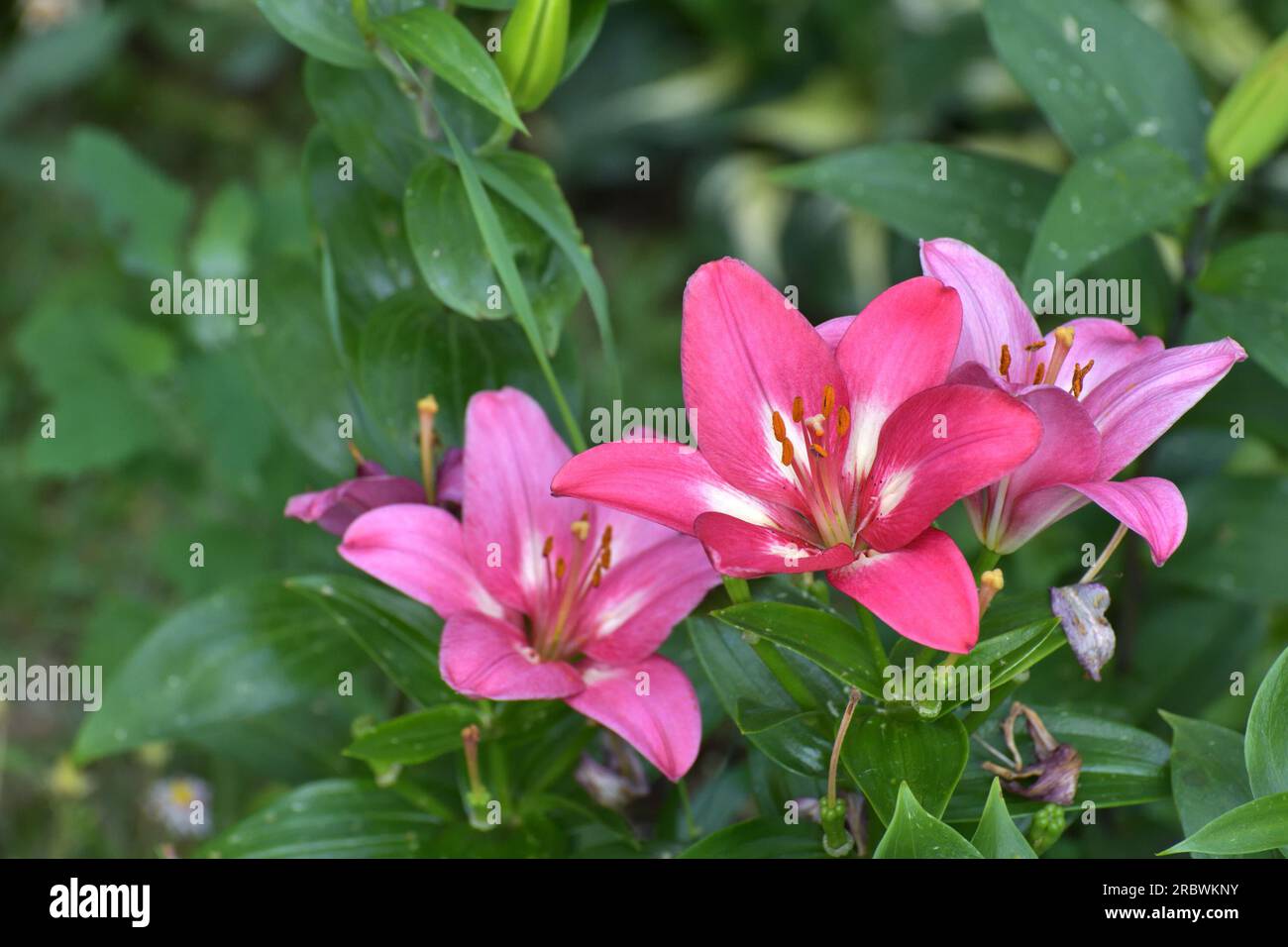 Große rosa Lilien im Blumengarten Stockfoto