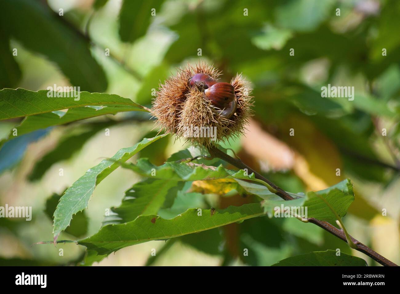 Chestnut, Gennargentu im Herbst, Aritzo, Sardinien, Italien, Europa Stockfoto