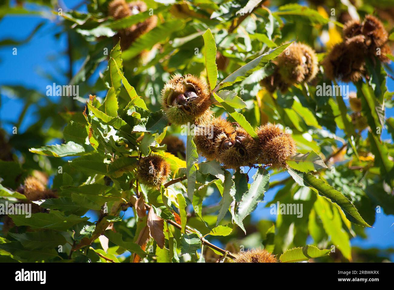 Igel aus Kastanien, Gennargentu im Herbst, Aritzo, Sardinien, Italien, Europa Stockfoto
