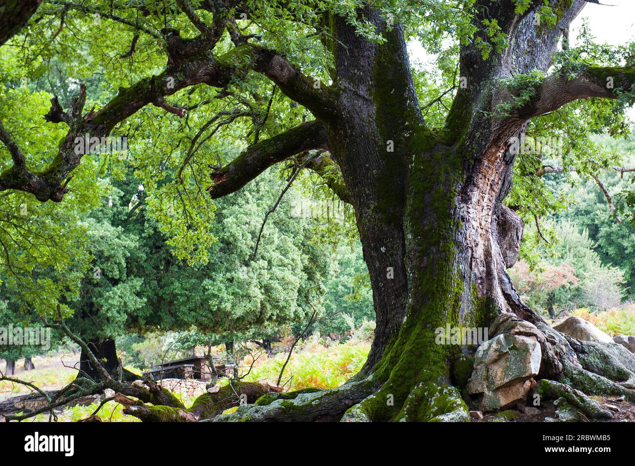 Holly Hoak (Quescus Ilex) Monumental, Talana, Sardinien, Italien, Europa Stockfoto