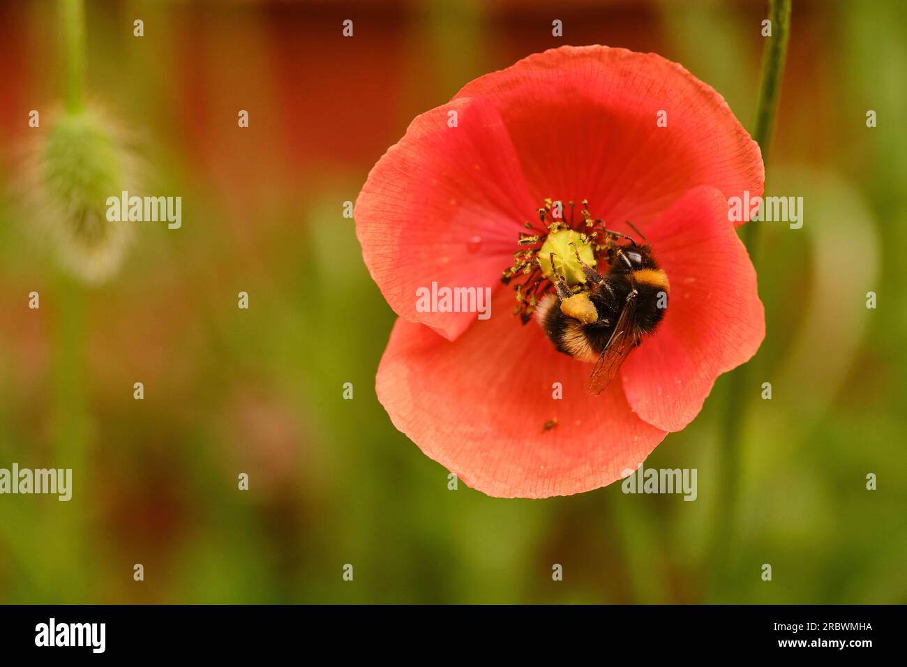 Wildblumen mit Bienen Stockfoto