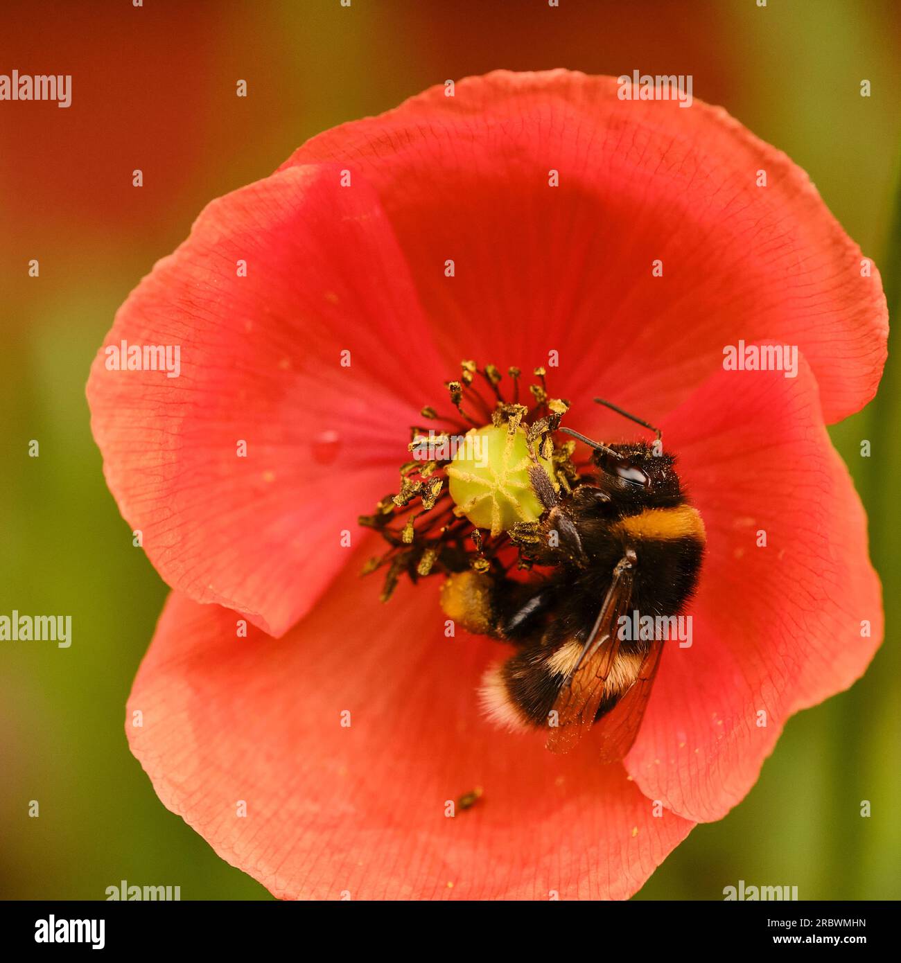 Wildblumen mit Bienen Stockfoto