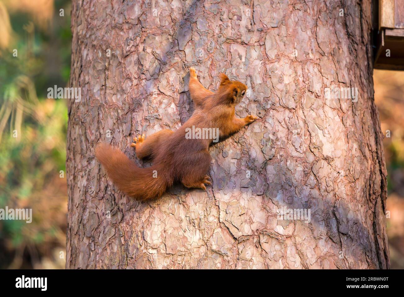 Rückansicht eines wilden roten Eichhörnchens (Sciurus vulgaris), das sich bei Sonnenschein in einem britischen Wald ausbreitet, erhob sich der Stamm einer Kiefer. Stockfoto