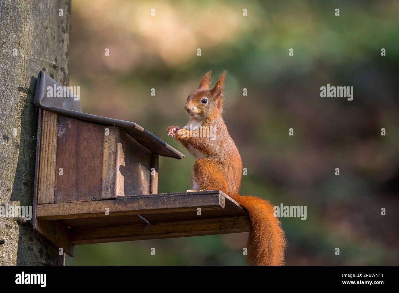Von vorne nach hinten: Rotes Eichhörnchen auf Futterbox in einem sonnigen Wald. Stockfoto