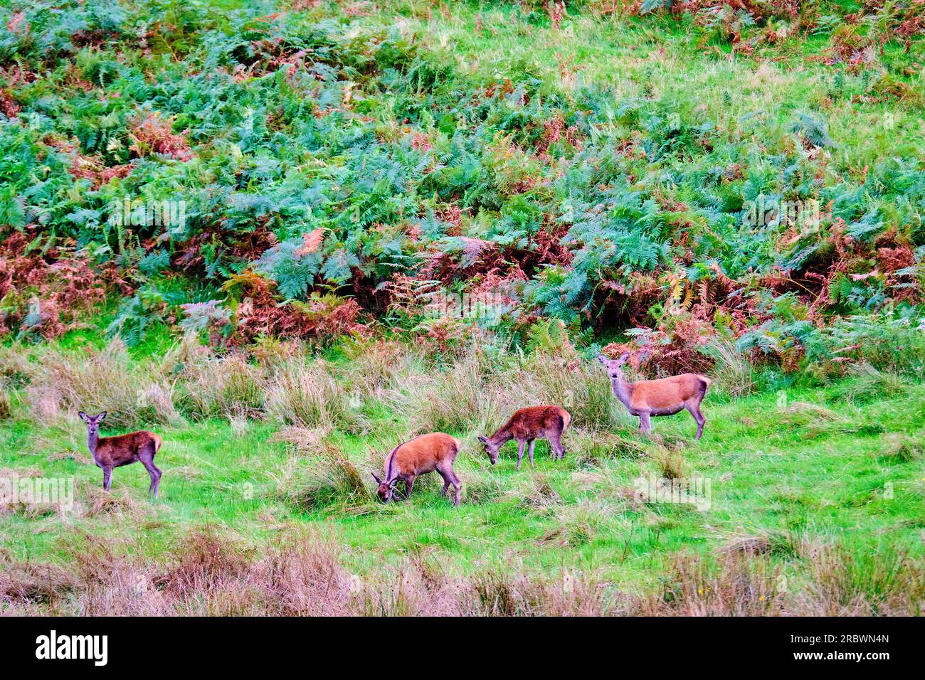 Vereinigtes Königreich, Schottland, Isle of Skye, The Cuillins, Rotwild Stockfoto