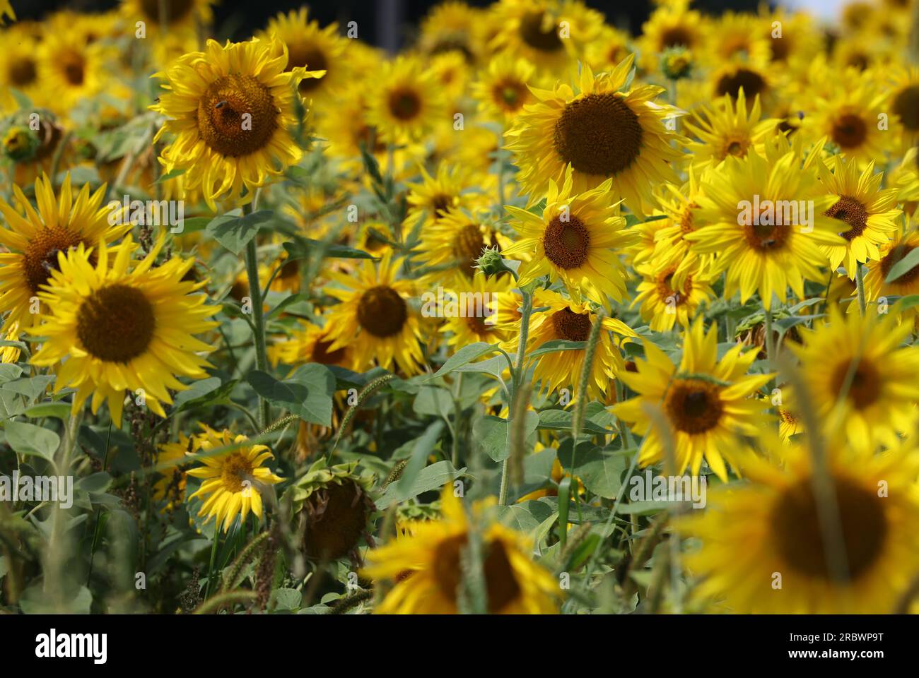 Gelbe Sonnenblumen wachsen auf einem Feld. Natürliche Sonnenblume Hintergrund. Stockfoto