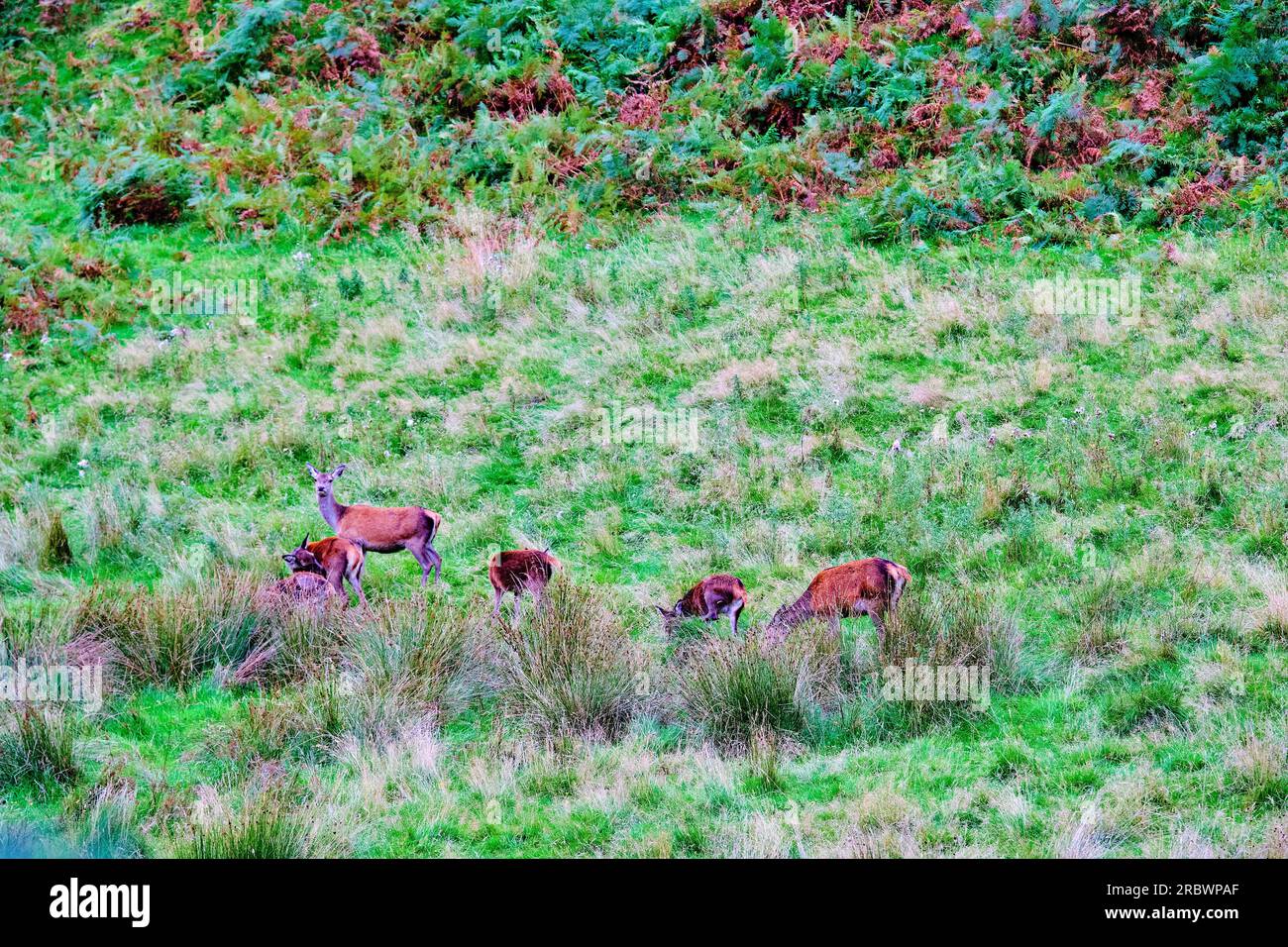 Vereinigtes Königreich, Schottland, Isle of Skye, The Cuillins, Rotwild Stockfoto