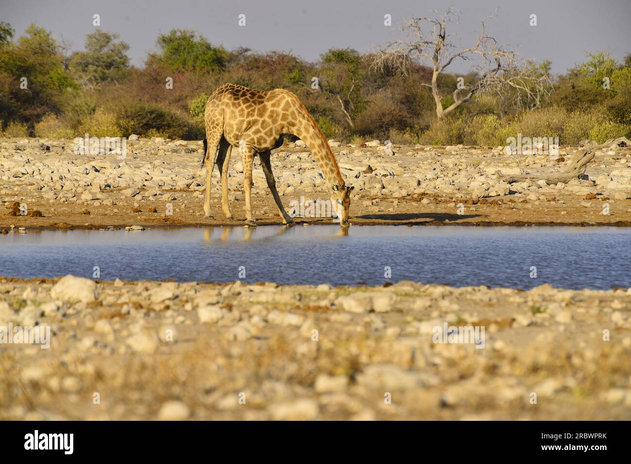 Giraffen am Wasserloch Klein-Namutoni, Etosha Nationalpark, Namibia Stockfoto