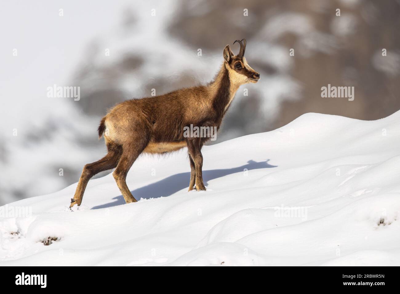 Chamois (Rupicapra rupicapra) Ziegenantilope im Schnee der Spanischen Pyrenäen. Naturlandschaft in Europa. Stockfoto