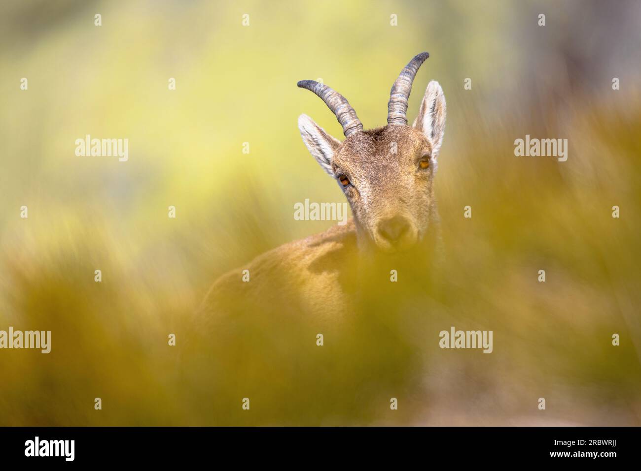 Westspanische Ibex oder Gredos Ibex (Capra pyrenaica victoriae). Junge Jungtiere, die durch das Gras in den Bergen Sierra de Gredos, Spanien, gucken. Verrückt Stockfoto