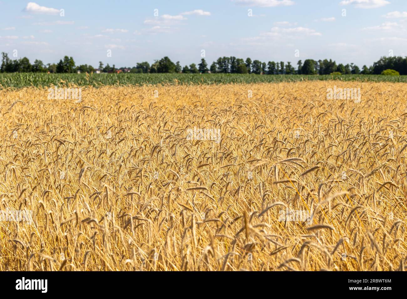 Weizenfelder mit Getreide sind fast bereit für die Ernte. Foto an einem sonnigen Sommertag Stockfoto