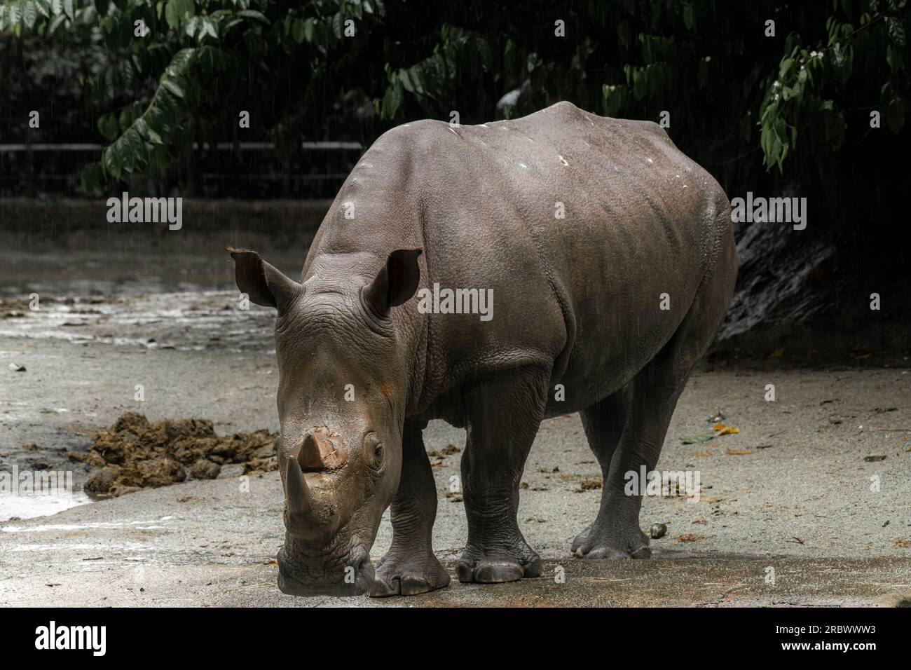 Schnüffelnashorn-Nahaufnahme auf natürlichem Hintergrund, Kopierraum für Text, Nationalparkfoto Stockfoto