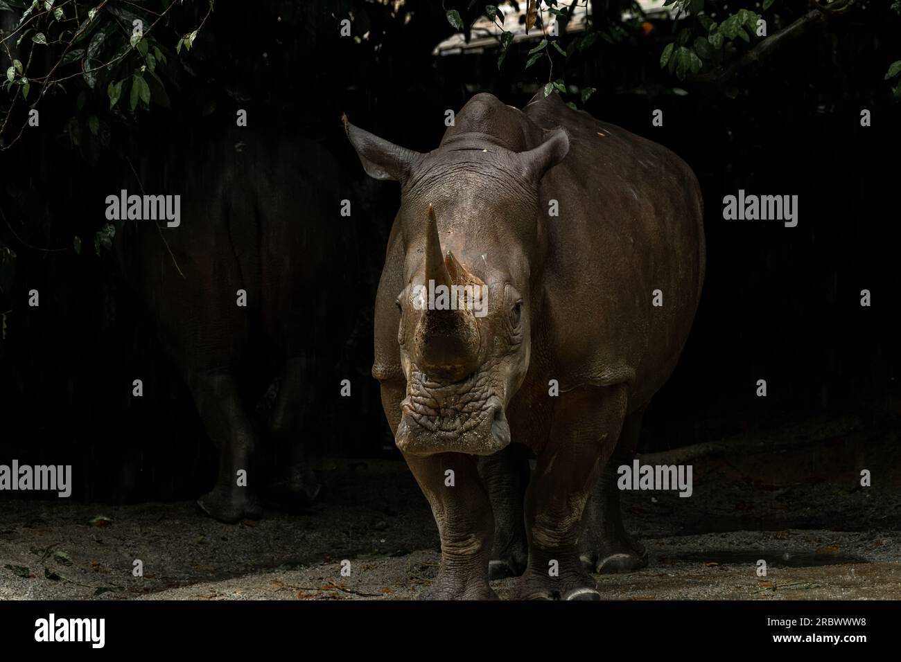 Weißes Nashorn mit großen Hörnern, das in der späten Nachmittagssonne durch dornige Buschveld wandert Stockfoto