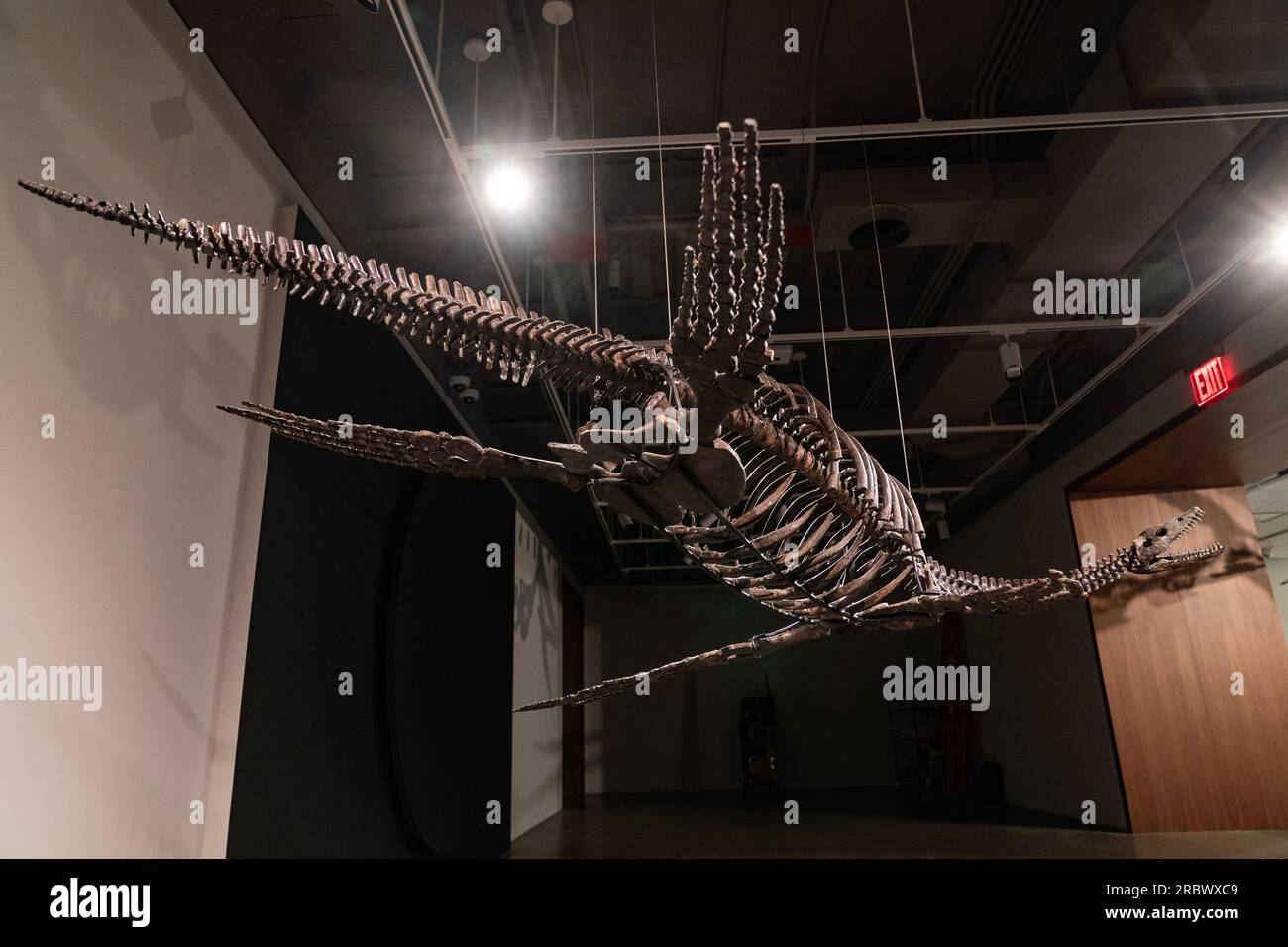 Plesiosaur-Dinosaurier-Fossil auf der Ausstellung für Sotheby's Live Natural History Auction während des Pressefotos in New York am 10. Juli 2023 Stockfoto