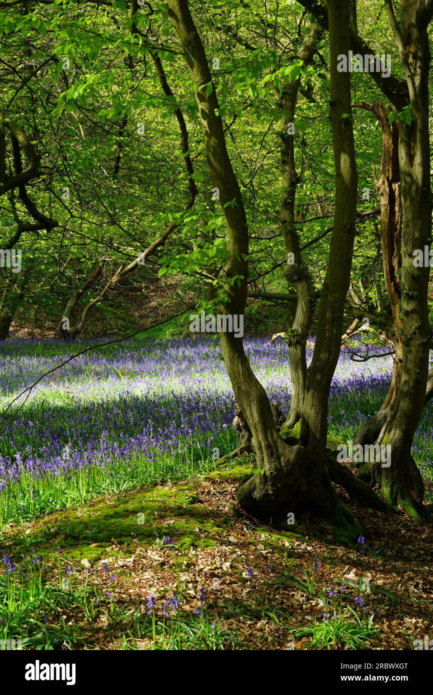 Bluebells in Wintergreen Wood in der Nähe des Knebworth Park Stockfoto