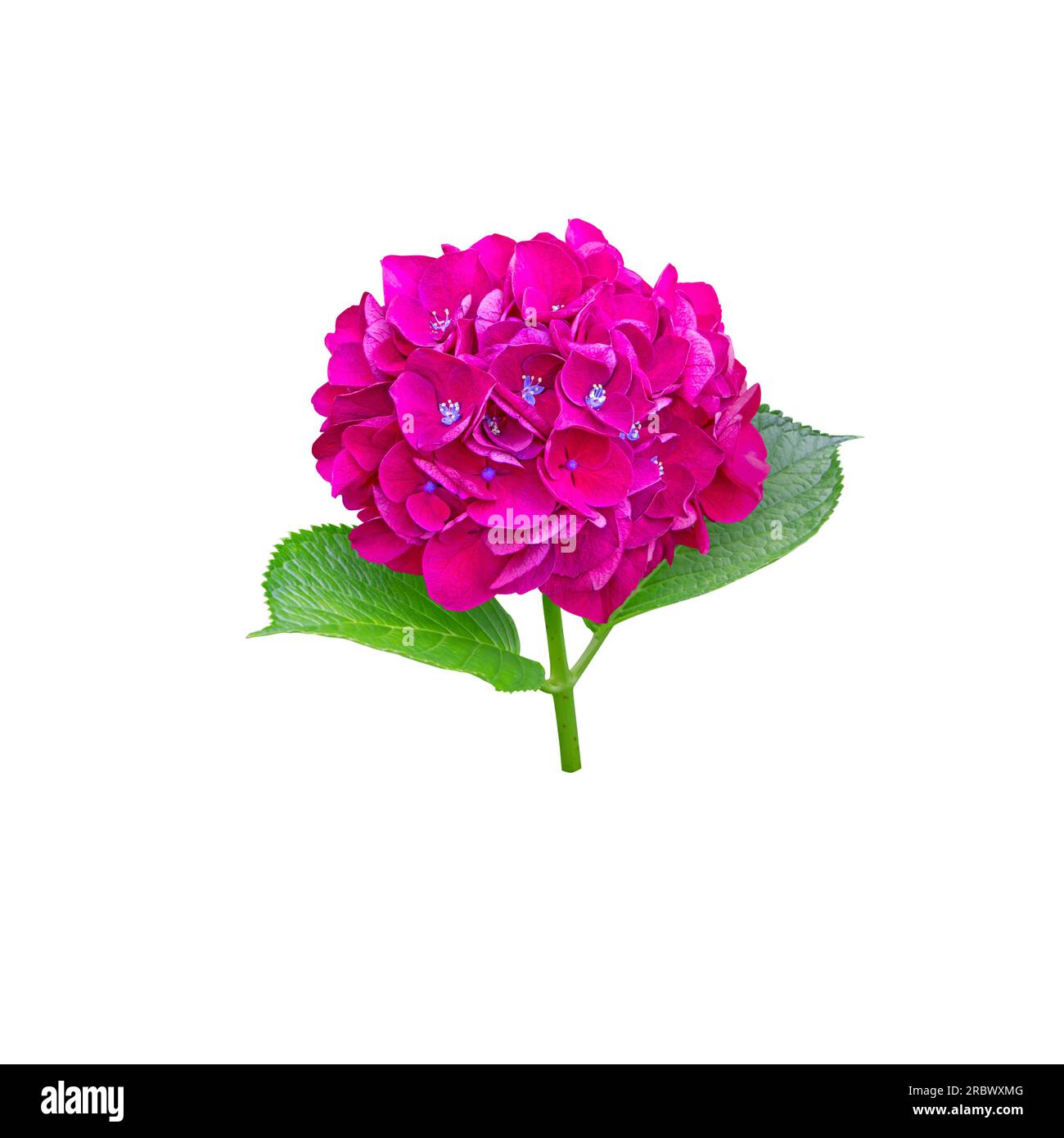 Hellviolette Hortensien-Makrophylla-Blütenkopf-Naht isoliert auf weiß. Hortensia-Blütenpflanze. Stockfoto