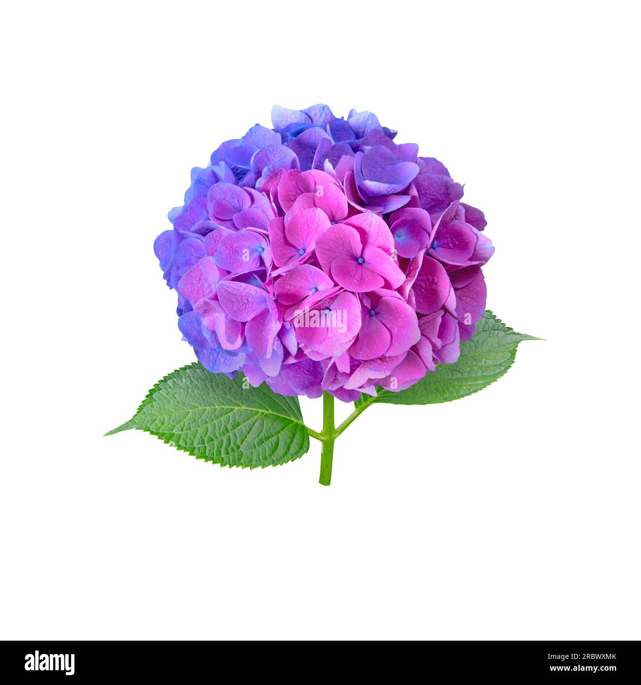 Hortensien-Blütenkopf in Farbe, isoliert auf Weiß. Halb blau und halb rosa. Bicolor-Hortensien-Blütenpflanze. Stockfoto