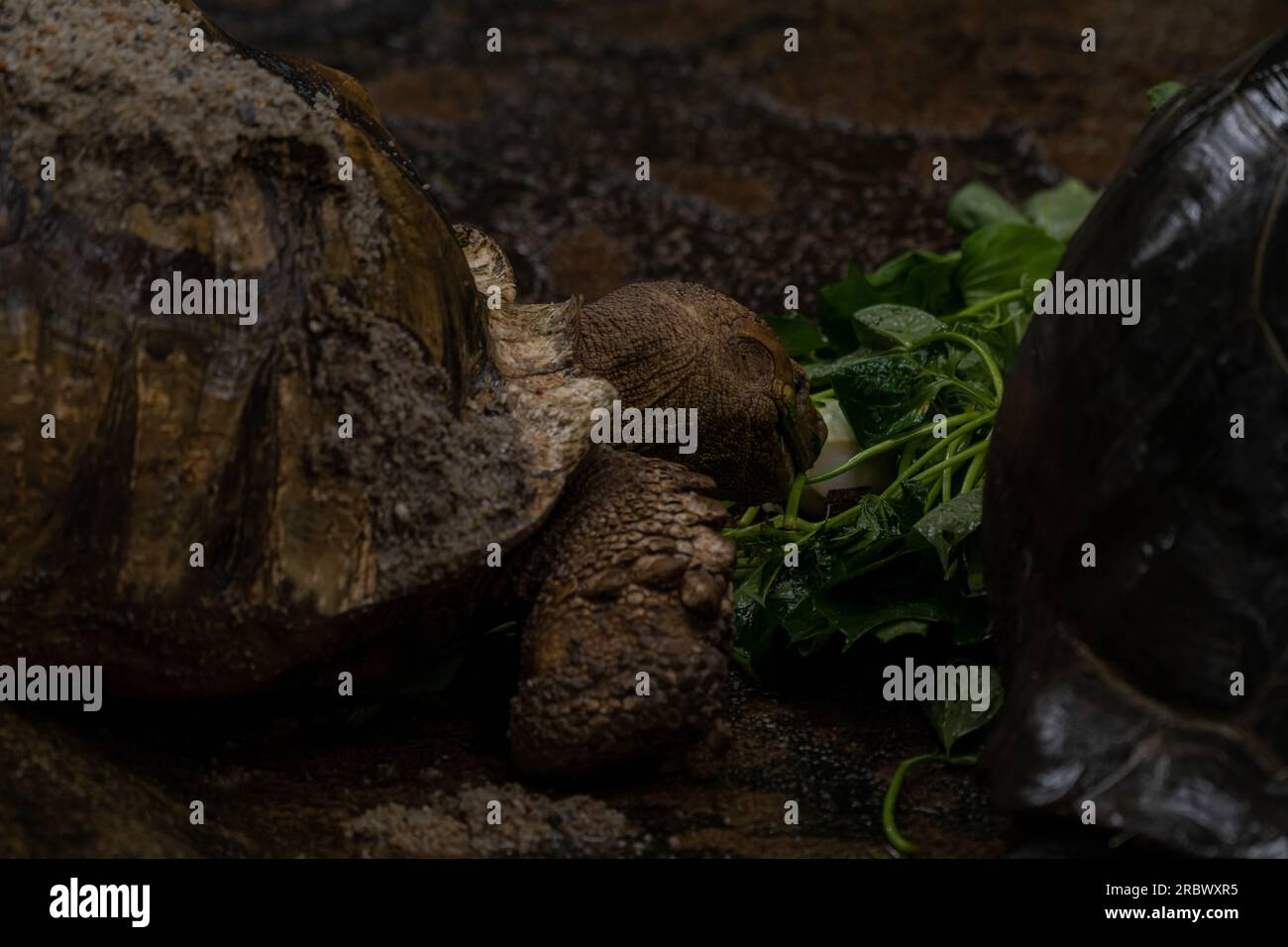 Zwei afrikanische Schildkröten, die während des Regens essen - Centrochelys sulcata, große Schildkröte aus afrikanischen Büschen, Wälder und Grasland, Langansee Stockfoto