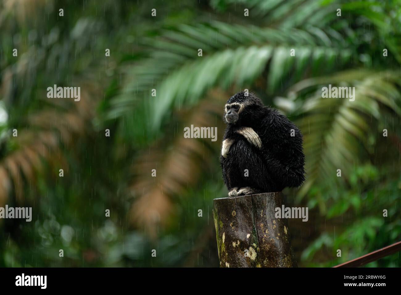 Ein weißer Gibbon sitzt auf einem Ast unter dem Regen. Es sieht traurig aus, als ob es über schlechte Nachrichten nachdenkt. Viele Gibbons kommen aus Südostasien Stockfoto