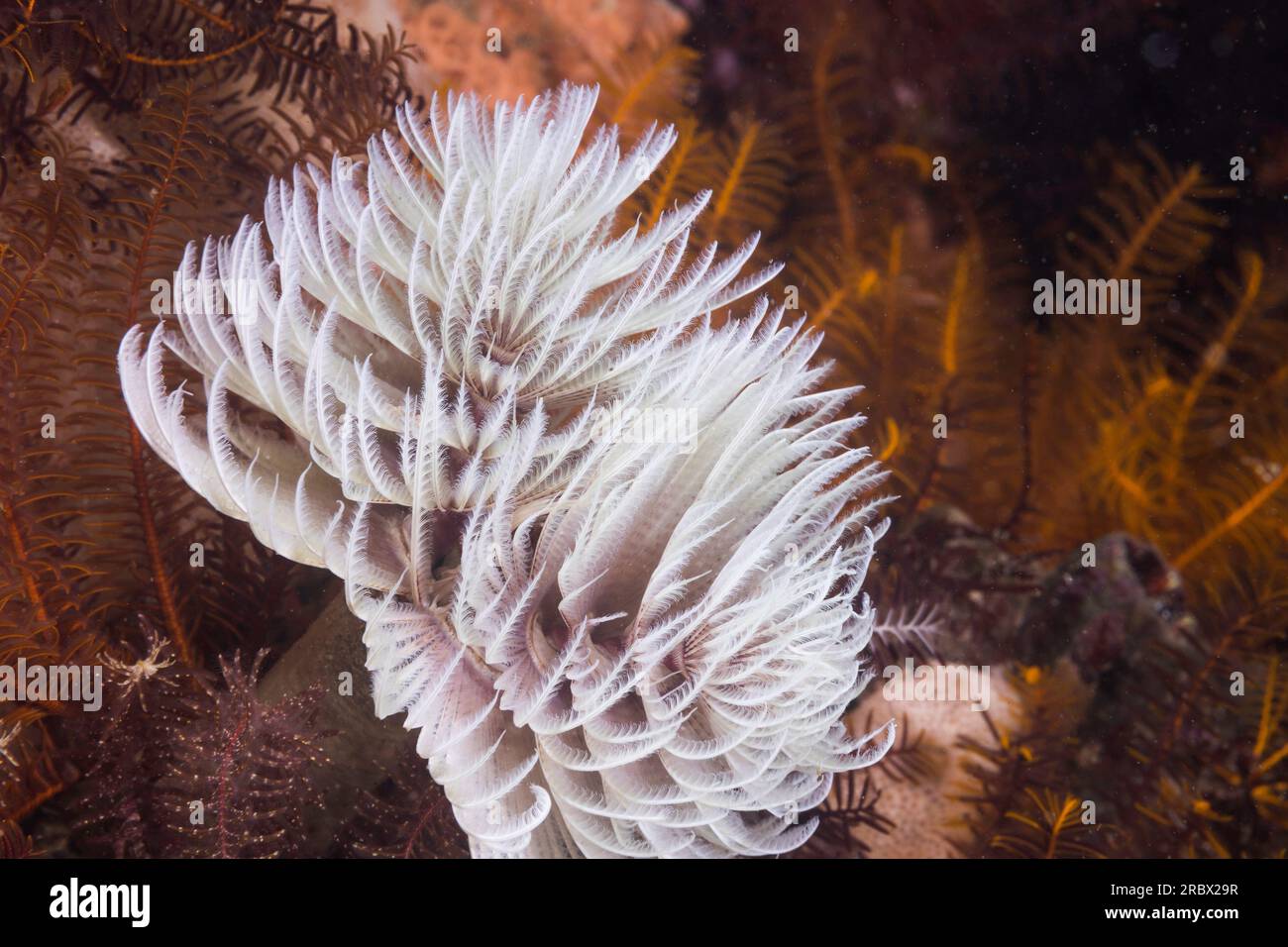 Weißer Feather-Staubwurm oder Riesenfanworm (Sabellastarte longa) Stockfoto