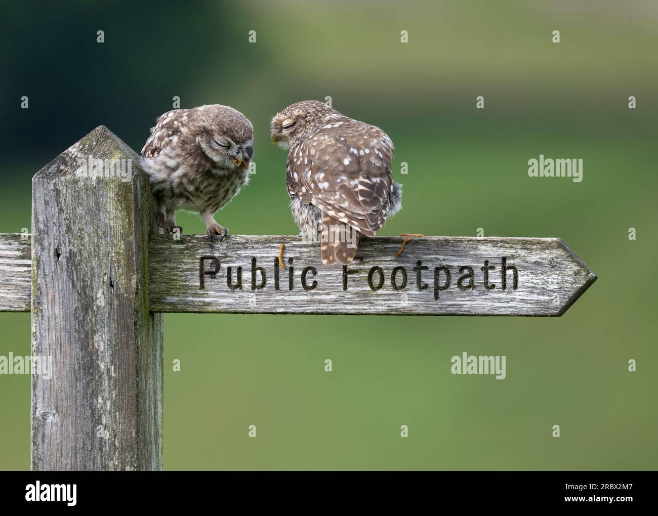 Eine Erwachsene kleine Eule (Athene noctua), mit einem jungen Kind und beide hoch oben auf einem alten hölzernen Wegweiser für öffentliche Fußwege Stockfoto